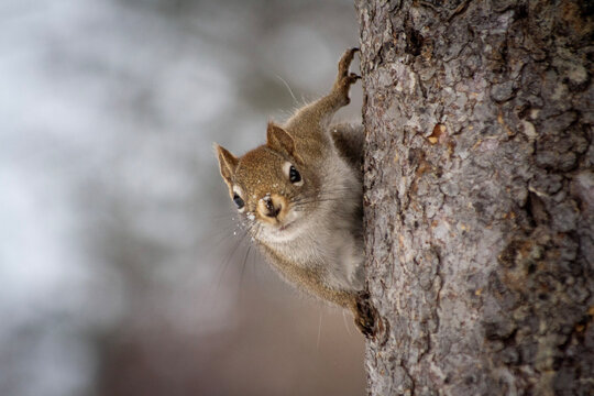 high quality cute squirrel in a tree with bokeh
