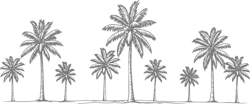 Of a tropical palm tree lineup on a white background