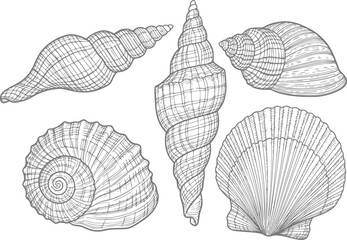 Collection of detailed line of various seashells © simplevector