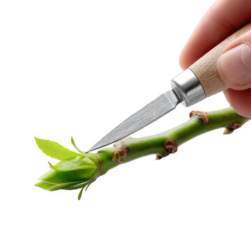 Close up hand using grafting knife to cut green rose stem with fresh buds isolated