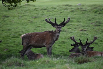 Fototapeta premium Red Deer Stags Resting in Green Meadow with Velvet Antlers