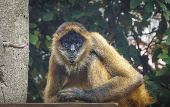The Spider Monkey a new world monkey found in the tropical forests of South American at a zoo in Tennessee.
