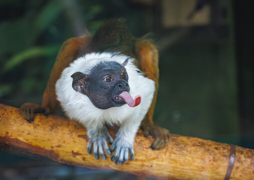 The Pied Tamarin also known as the Brazilian Barefaced Tamarin in the zoo. Native to the Amazon Rainforest the Pied Tamarin is critically endangered species.