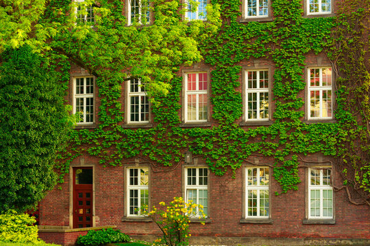 Historic brick building facade covered in lush green ivy and vibrant foliage
