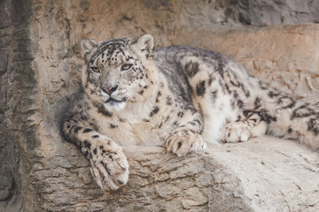 Fototapeta premium Snow leopard resting in a rocky habitat at the zoo. Ranging in East Asia mountain ranges like the Himalayas.