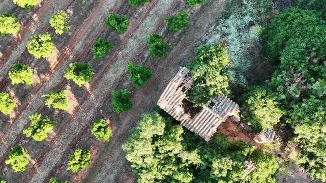 4K Aerial drone tilt up shot from old countryside house to orange trees