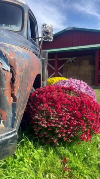 An old rusty vintage car is outside with colorful Fall mum flowers on the size with a red barn in the background for a fall festive, country living or nostalgia message.