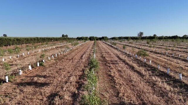 4K Aerial drone view of worker with brushcutter walking forward in young olive grove, Cordoba