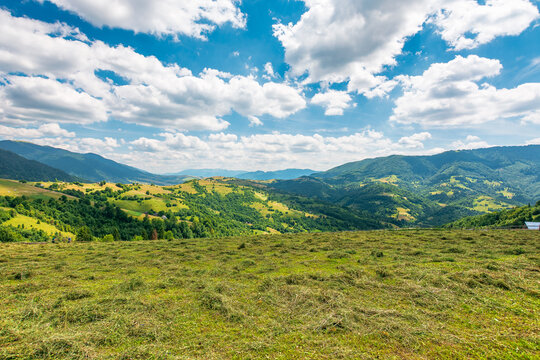 mountain landscape with grassy field. trees on the rolling hills and rural valley beneath a blue sky with clouds in the background. view of carpathian mountains green environment in summer
