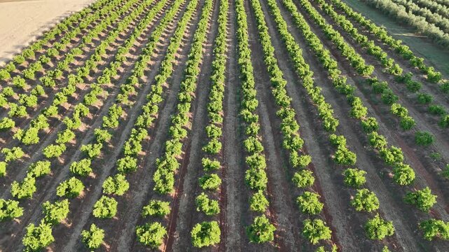 4K Aerial drone view flying over symmetrical rows of citrus trees in Cordoba, Andalusia