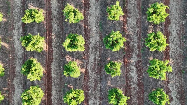 4K Aerial top down view lowering over symmetrical rows of orange trees in Cordoba, Andalusia