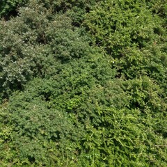 Fototapeta premium Dense green foliage texture with varied leaf shapes and natural growth patterns