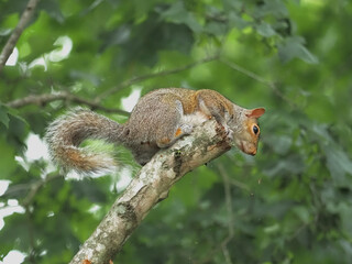 Fototapeta premium Cute closeup grey squirrel on limb in tree. 