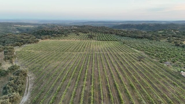 4K Aerial view flying forward over vast intensive olive grove plantations and mediterranean forest in Cordoba