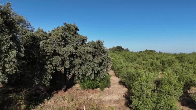 4K Aerial drone view tracking sideways showcasing olive trees next to wild oak forest in Cordoba