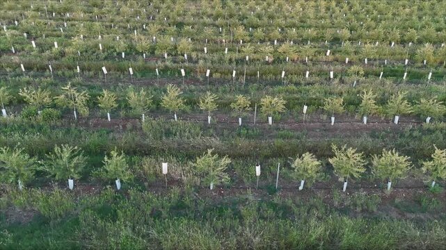 4K Aerial view flying low over young intensive olive trees with drip irrigation system in Cordoba
