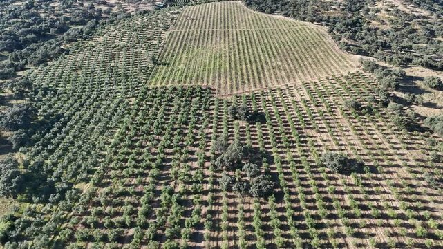 4K Aerial view flying forward and rising over agricultural patterns of diverse olive groves in Cordoba