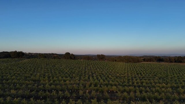 4K Aerial view tracking right and tilting down over intensive olive groves at twilight in Cordoba