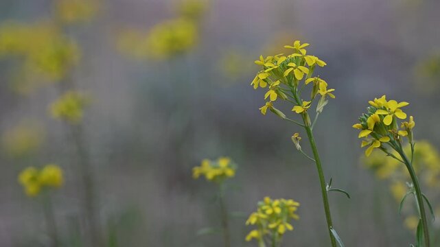  Mountain wallflowers on forest floor.