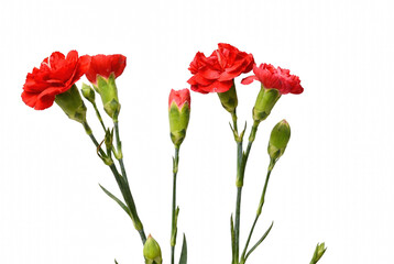 Obraz premium Vibrant red carnation flowers and green buds on long stems