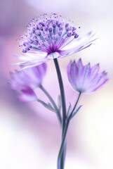 Jarzmianka większa (Astrantia major) w zbliżeniu na rozmytym tle, tapeta, dekoracja. © mycatherina