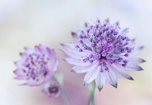 Jarzmianka większa (Astrantia major) w zbliżeniu na rozmytym tle, tapeta, dekoracja.