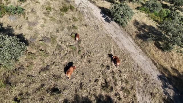 4K Aerial view orbiting around retinta cows grazing on a dry pasture hill in Cordoba