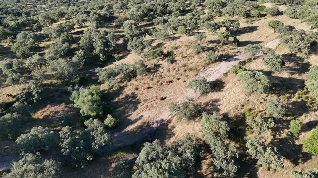 4K Aerial view flying forward and descending over retinta cows on a dehesa hillside pasture