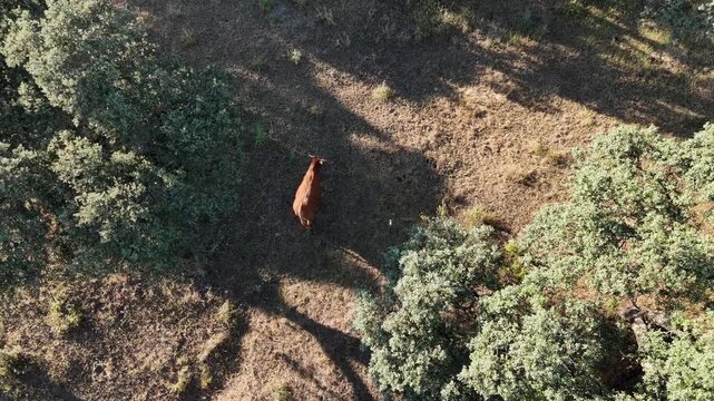4K Aerial static view of a retinta cow walking through shadows in the oak pasture