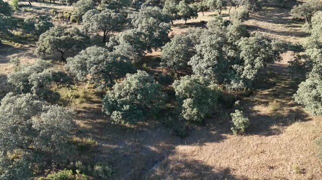 4K Aerial view flying forward approaching a retinta cow seeking shade under oak trees