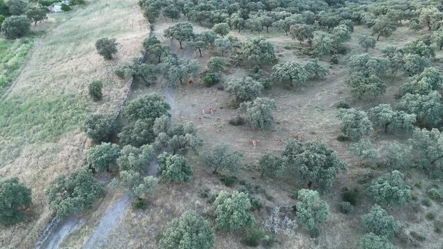 4K Aerial view descending and approaching retinta cows grazing in the dehesa pasture at sunset