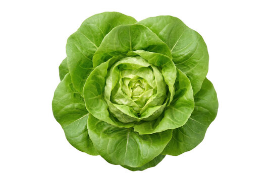 Fresh Green Butterhead Lettuce Head Top View