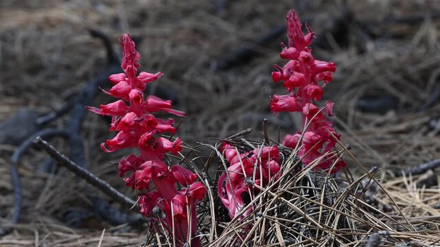 Snow flowers pushing up through thick pine needles.