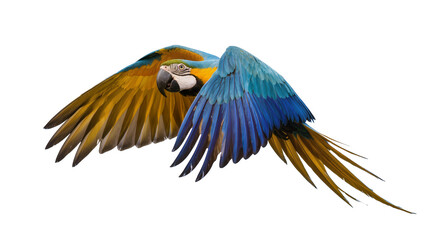 Blue and yellow macaw parrot flying with wings spread © Ari