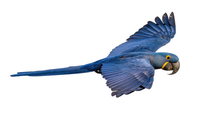 Blue macaw parrot flying with wings spread © Ari