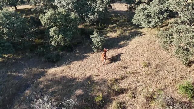 4K Aerial drone view flying forward following a single retinta cow walking up a sunny hillside