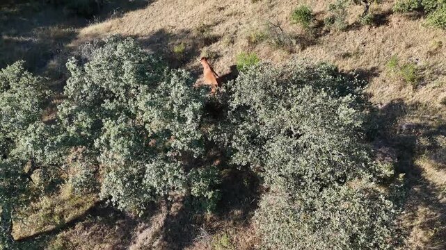 4K Aerial static view panning to follow a single retinta cow walking into oak tree shade