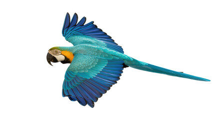 Blue and yellow macaw parrot flying with wings spread © Ari