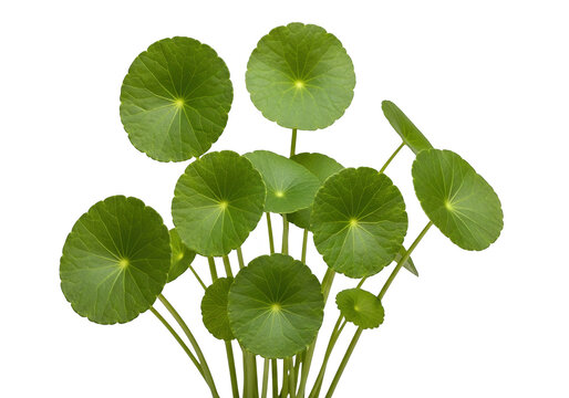 A vibrant bunch of fresh pennywort leaves with rounded green foliage stems