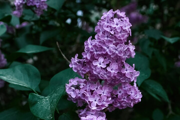 Fototapeta premium Lilac flower blooming in spring nature garden