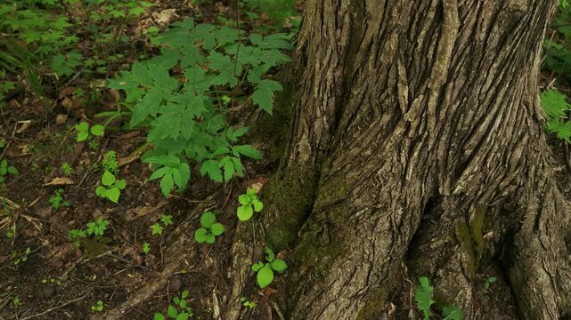 Young saplings growing at the base of a thick tree trunk