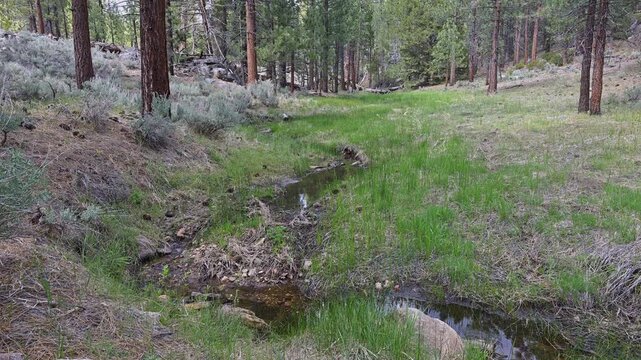  Very small stream in drying out forest.