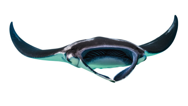Manta ray swimming with wide open mouth and cephalic fins