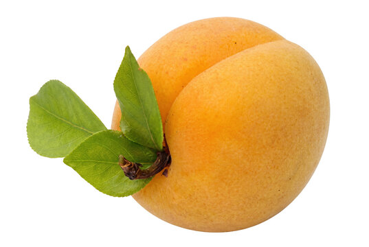 Fresh Ripe Apricot with Green Leaves and Stem