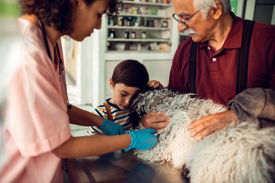 Veterinarian treating family dog while boy and grandfather comfort at clinic