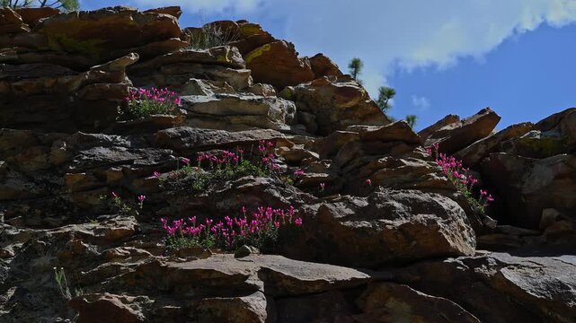  Mountain pride flowers growing in rock pile.