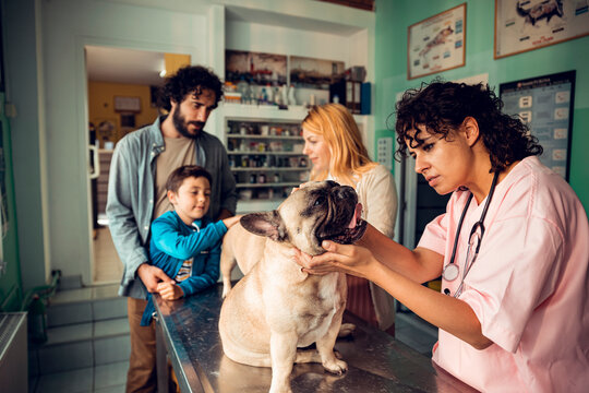 Veterinarian examining french bulldog with family at pet clinic