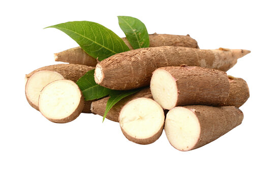 Fresh Cassava Roots Whole and Sliced with Green Leaves