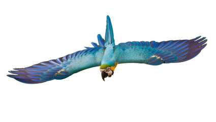 Blue and yellow macaw parrot flying with wings spread © Ari