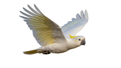 Sulphur-crested cockatoo in flight with wings spread © Ari